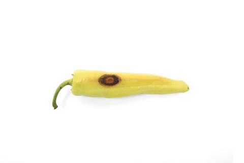 Piment - Anthracnose (Colletotrichum scovillei)_1