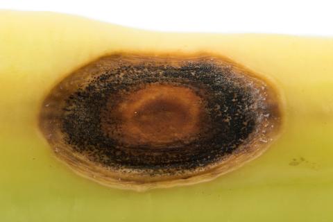 Piment - Anthracnose (Colletotrichum scovillei)_2