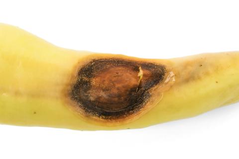 Piment - Anthracnose (Colletotrichum scovillei)_4