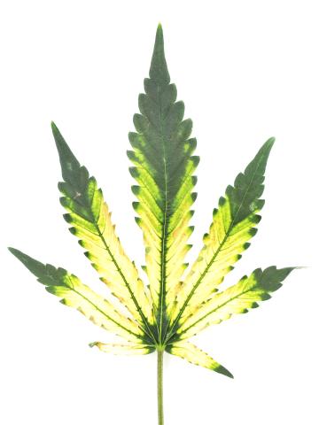 Cannabis_quinclorac (4)_3