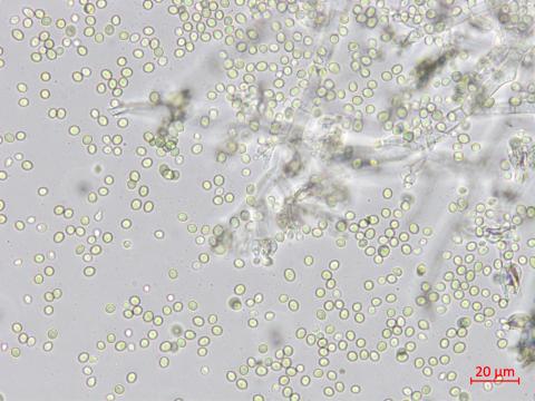 Trichoderma_virens_3