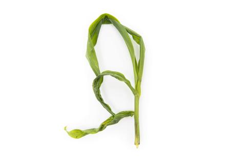 Maïs grain et fourrager - diméthénamide-P (15)_9