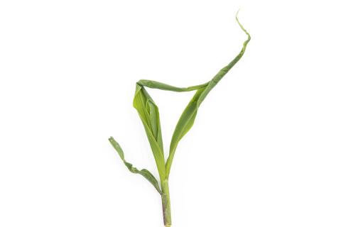 Maïs grain et fourrager - diméthénamide-P (15)_11