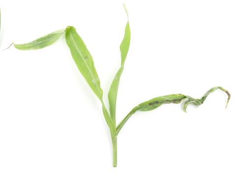 Maïs grain et fourrager - diméthénamide-P (15)_12