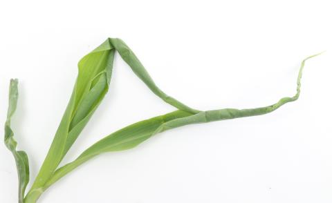 Maïs grain et fourrager - diméthénamide-P (15)_13