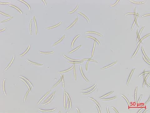 Fusarium_virguliforme_1