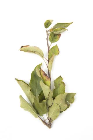 Pomme_glyphosate (9)_13