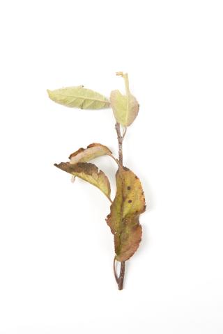 Pomme_glyphosate (9)_14