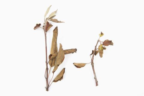 Pomme_glyphosate (9)_15