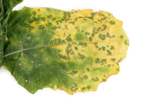 Navet - Rouille blanche des crucifères (Albugo candida)