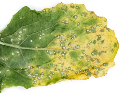 Navet - Rouille blanche des crucifères (Albugo candida)