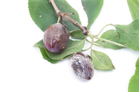 Prune - Pourriture brune (Monilinia laxa)