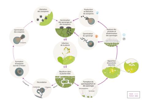 Albugo candida cycle maladie