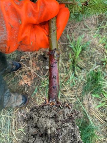 Sapins - Pourritures des racines (Phytophthora abietivora)_5