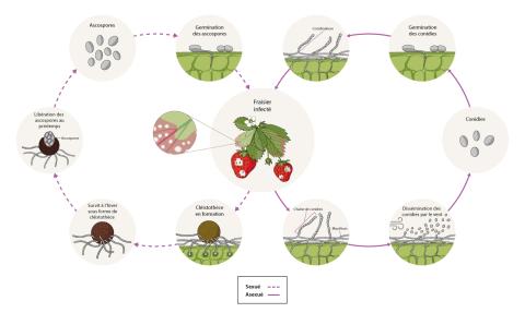 Podosphaera aphanis - cycle maladie
