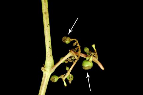 Vigne - Excoriose (Diaporthe neoviticola)