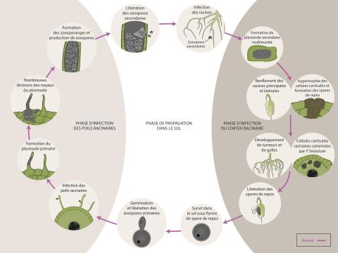 Plasmodiophora brassicae cycle maladie