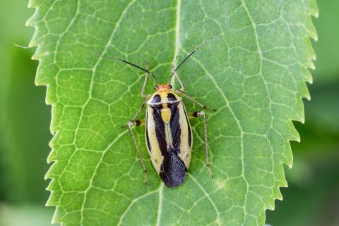 Punaise à quatre raies (Poecilocapsus lineatus_1