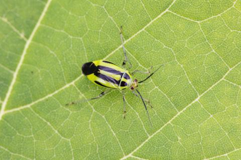 Punaise à quatre raies (Poecilocapsus lineatus_3