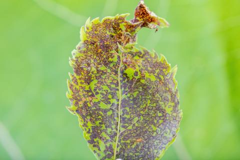 Punaise à quatre raies (Poecilocapsus lineatus_7