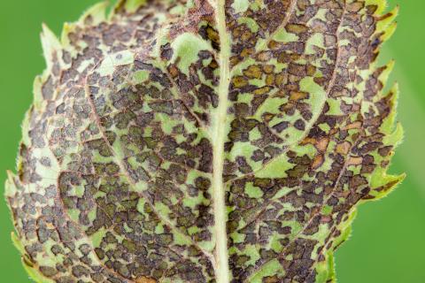 Punaise à quatre raies (Poecilocapsus lineatus)_8