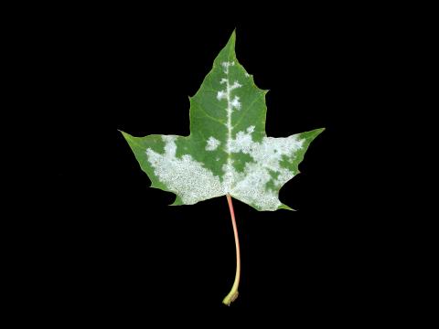 Érables - Blanc (Erysiphe circinata)