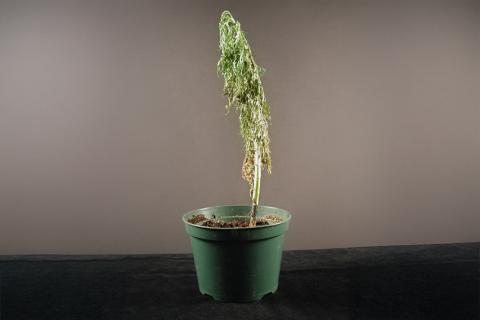 Argyranthemum - Pourriture des racines et du collet (Phytophthora cactorum)