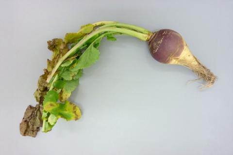 Rutabaga - Nervation noire (Xanthomonas campestris pv. campestris)