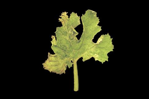 Courges - Virus de la mosaïque du concombre (CMV)