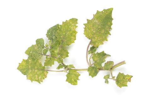 cerise de terre - entyloma sp.