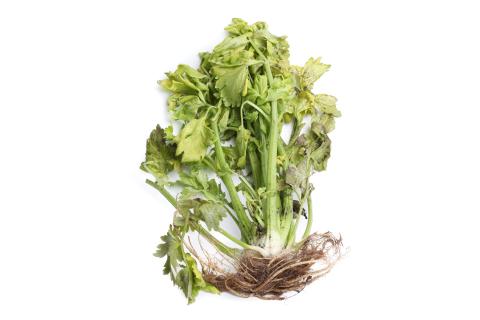 Céleri - Anthracnose (Colletotrichum acutatum)