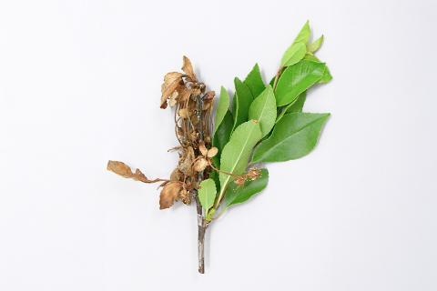 Cerise - Pourriture brune (Monilinia fructicola)