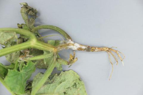 Concombre - Pourriture des racines et du collet (Phytophthora capsici)