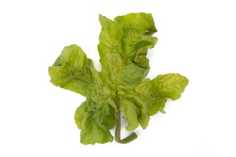 Courges - Virus de la tache annulaire de la papaye (PRSV)