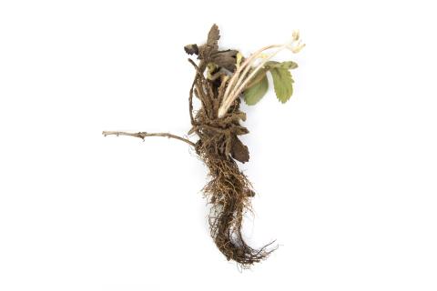 Fraise - Pourriture noire des racines_8