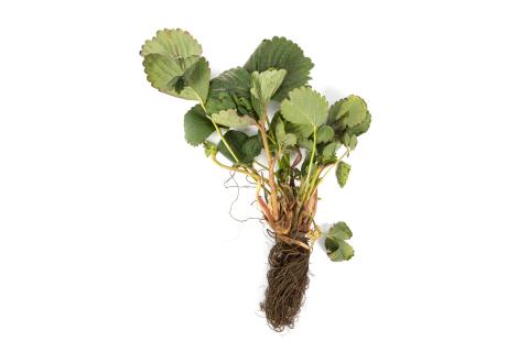 Fraise - Pourriture noire des racines_10