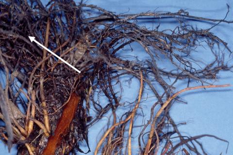 Fraise - Pourriture noire des racines_7