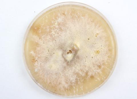 Fusarium_solani_2