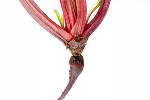 Betterave - Chancre de chaleur_1