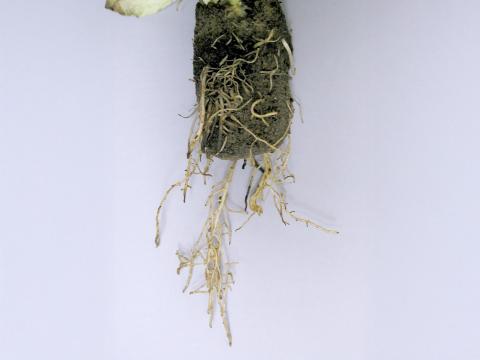 Laitues - Pourriture des racines (Pythium dissotocum)