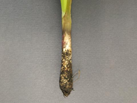 Oignon sec - Pourriture blanche (Sclerotium cepivorum)