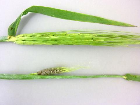 Orge - Charbon vêtu (Ustilago hordei)