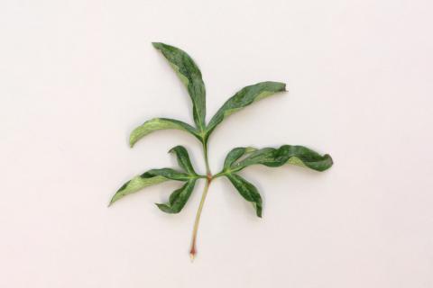 Pivoines - Phytoplasme de la jaunisse de l'aster_1