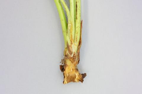 Fraise - Gel hivernal