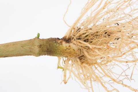 Poivron - Pourriture molle bactérienne (Pectobacterium carotovorum)