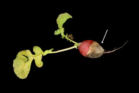 Radis - Rhizoctone commun (Rhizoctonia solani)