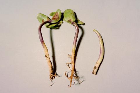 Soya - Fonte des semis (Phytophthora sojae)