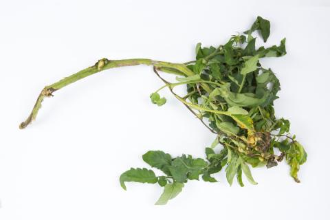 Tomate - Moelle noire (Pseudomonas corrugata)