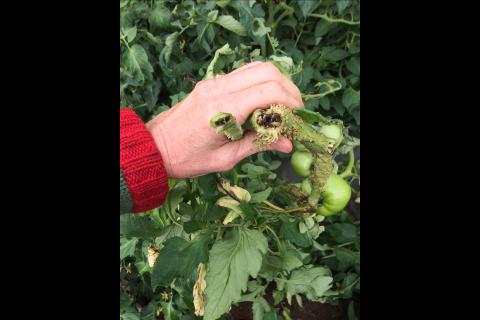 Tomate - Moelle noire (Pseudomonas corrugata)