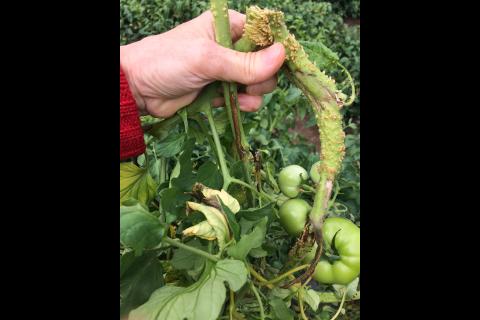 Tomate - Moelle noire (Pseudomonas corrugata)